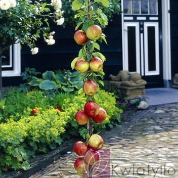 Jabłoń kolumnowa Flamenco ®