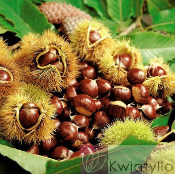 Kasztan Jadalny "Castanea sativa"