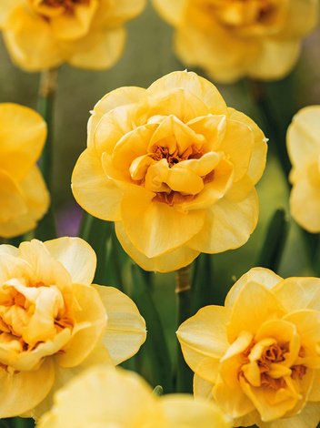Narcyz Pełny (Narcissus) 'Orange Juice' 5 szt.