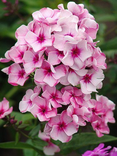 Floks (Phlox) 'Neon Flare'