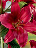 Lilia (Lilium) 'Purple Prince'