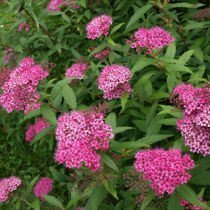 Tawuła (Spiraea) - Krzew Ozdobny