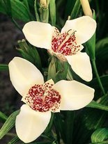 Tygrysówka Tania (Tigridia pavonia) Biała