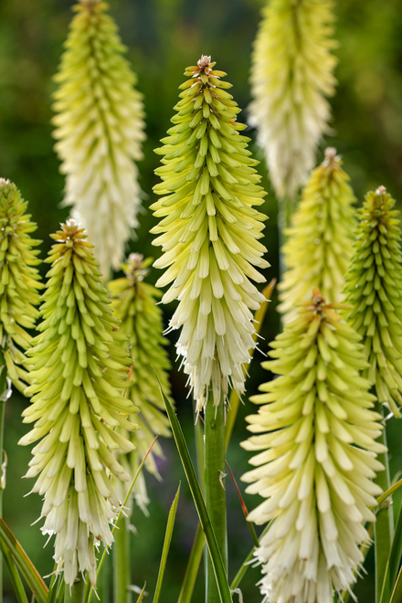 Trytoma ogrodowa (Kniphofia) 'Ice Queen'