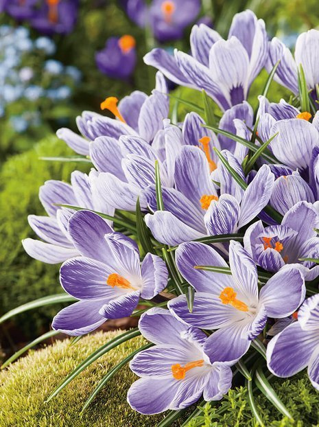 Krokus Wielkokwiatowy (Crocus) 'Pickwick' 7szt.
