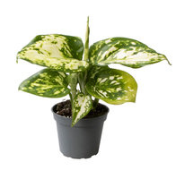 Aglonema (Aglaonema) Snowflake