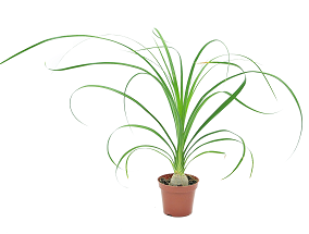 Nolina wygięta / Beukarnea wygięta