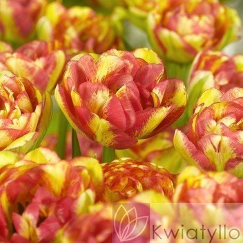 Tulipan (Tulipa) 'Sundowner'