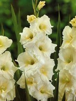 Mieczyk Tani (Gladiolus) 'White Friendship'