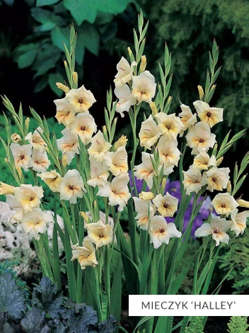 Zestaw Mieczyki Botaniczne