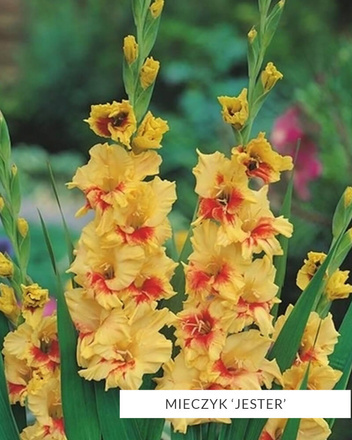 MEGA Zestaw Mieczyki 2