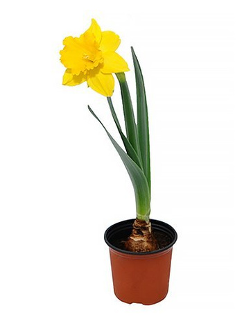 Zestaw Wiosennych Kwiatów Doniczkowych