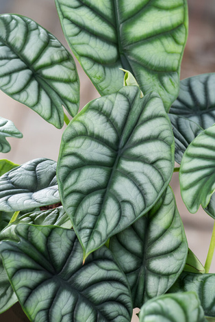 Alokazja Silver Dragon (Alocasia baginda silver dragon)