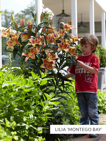 Lilia Drzewiasta Mix - 10 szt.