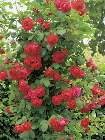 Róża pnąca 'Mushimara'