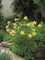 Orlik (Aquilegia) 'Yellow Queen'