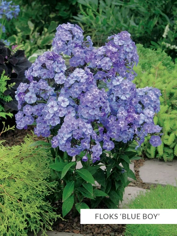 Zestaw Kolekcja Niebieska 10 szt.