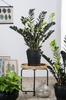 Zamiokulkas zamiolistny (Zamioculcas zamiifolia) doniczka 12 cm