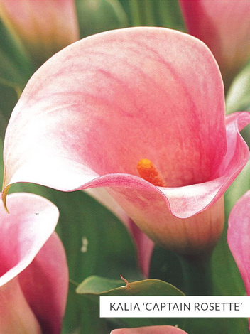 Zestaw Kalie 'Captain'