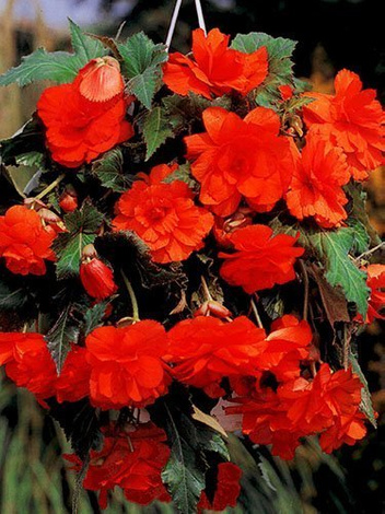 Begonia zwisająca (Begonia pendula cascade) Czerwona 1 szt.