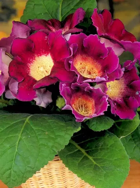 Gloksynia Gloxinia (Sinningia) 'Hollywood'