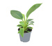 Filodendron White Measure (Philodendron White Measure)