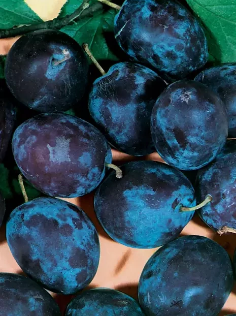 Śliwa kolumnowa 'Fruca' | samopylna