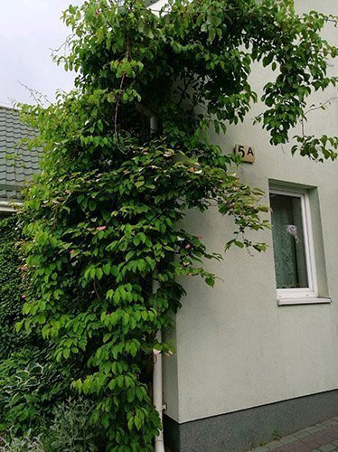 Mini Kiwi (Aktinidia arguta) 'Weiki' Męska