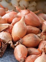 Nasiona Cebula Szalotka Zébrune