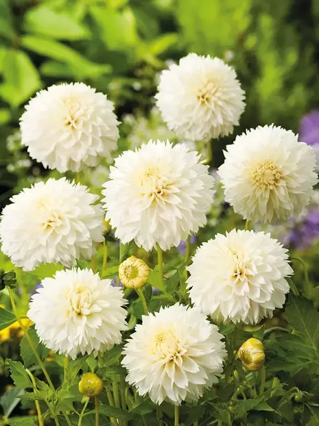 Dalia (Dahlia) 'Myama Fubuki'
