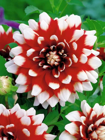 Dalia (Dahlia) 'Duet'