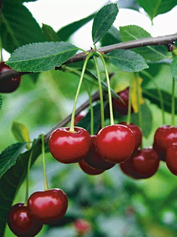 Wiśnia 'Nefris'