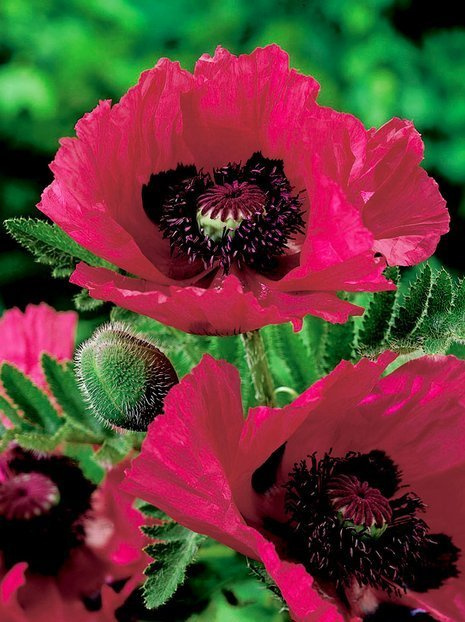 Mak (Papaver orientale) 'Watermelon'