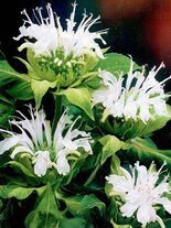 Pysznogłówka (Monarda) 'Schneewittchen'