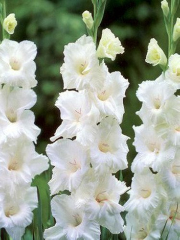 MEGA Zestaw Mieczyki