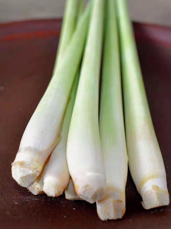 Nasiona Trawa Cytrynowa - Cymbopogon Citratus