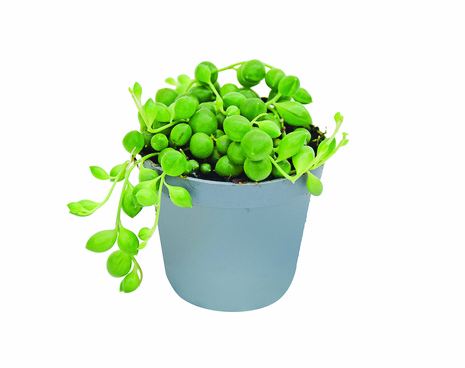 Starzec Herreanus " Sznur Pereł "