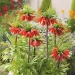 Szachownica (Fritilaria) 'Rubra'