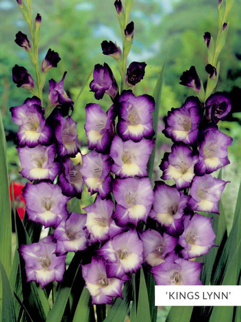 Zestaw Mieczyki Wielkokwiatowe