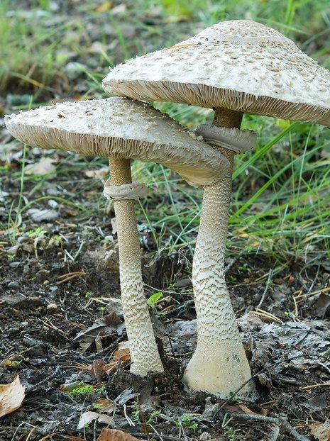 Kania Czubajka (Macrolepiota procera) Zagrzybione Podłoże