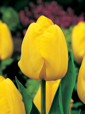 Zestaw Tulipany Triumph w Kolorach 25 szt.