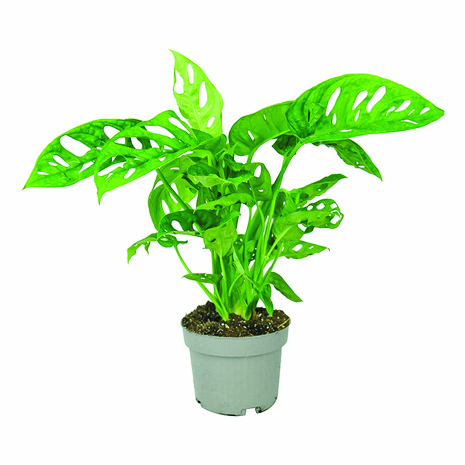 Monstera Monkey Leaf