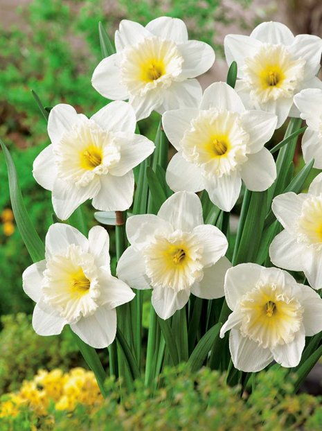 Narcyz Trąbkowy (Narcissus) 'Mount Hood' 5 szt.