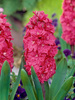 Hiacynt (Hyacinthus) 'Hollyhock'