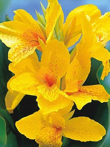 Paciorecznik (Canna) 'Yellow Futurity' 1 szt.