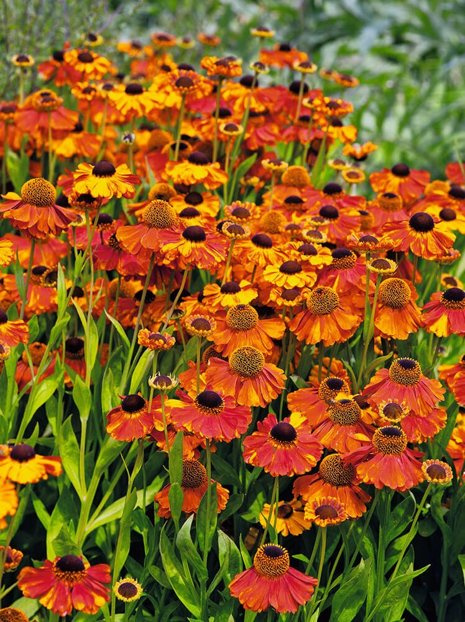 Dzielżan (Helenium) 'Sahin’s Early Flowerer'