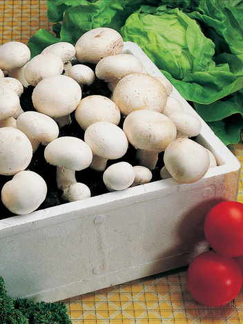 Pieczarka (Agaricus) Biała do Własnej Uprawy Domowej