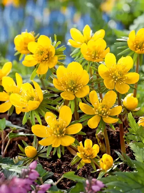 Rannik Cylicyjski (Eranthis cilicica) 5 szt.