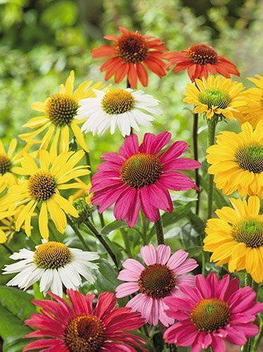 Nasiona Jeżówka Mieszanka Kolorów - Echinacea