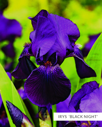 Kolekcja Ekskluzywne Kosaćce Bródkowe powtarzające kwitnienie